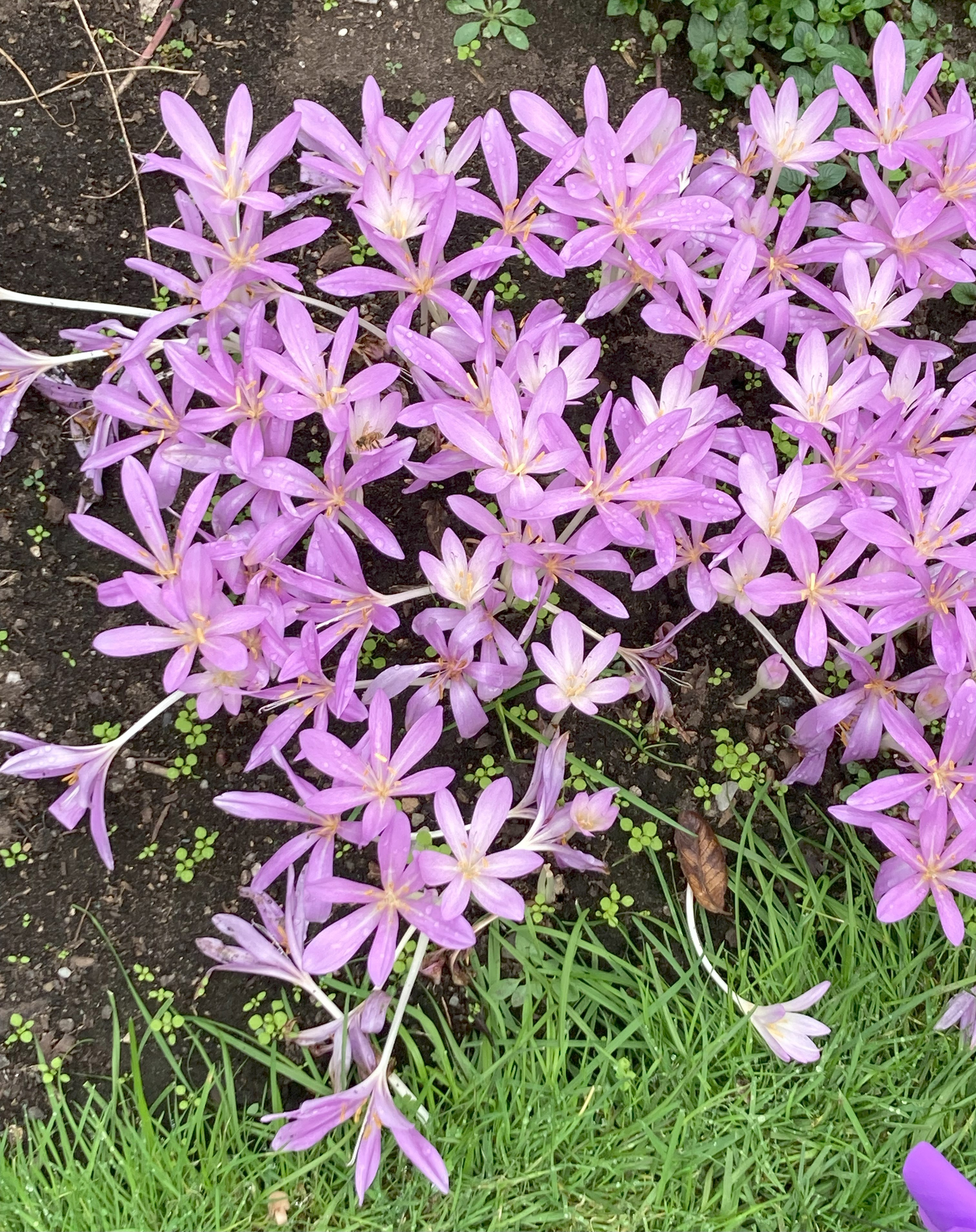 Autumn crocus